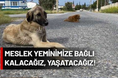 Veterinerler ‘uyutma’ yasasına uymayacaklarını açıklayıp, çözüm önerilerini sıraladı