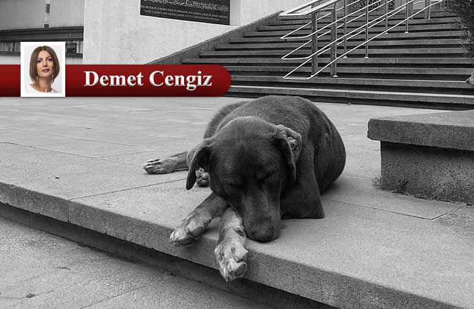 Martıları ne zaman öldüreceğiz?